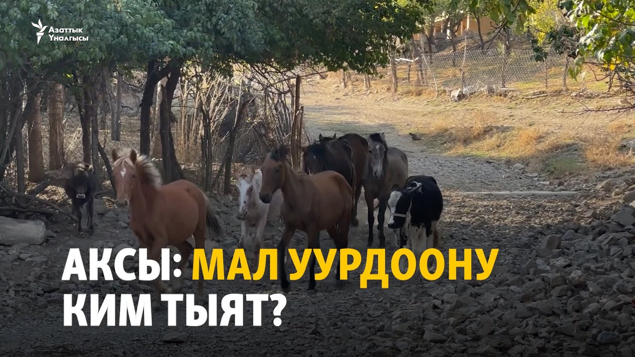 Аксы: Мал уурдоону ким тыят?
