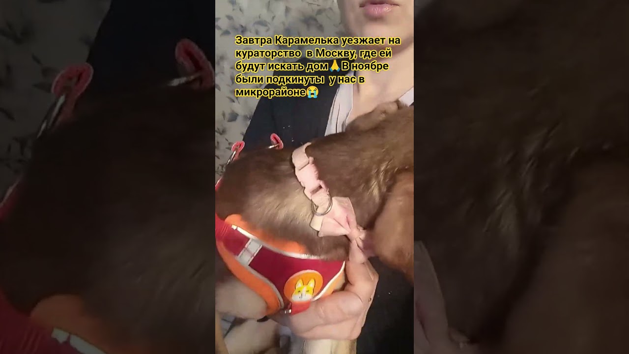 Дорога на отправку составляет 4т₽, помогите ей уехать т.8 918 139 48 06 С Б"на дорогу" 