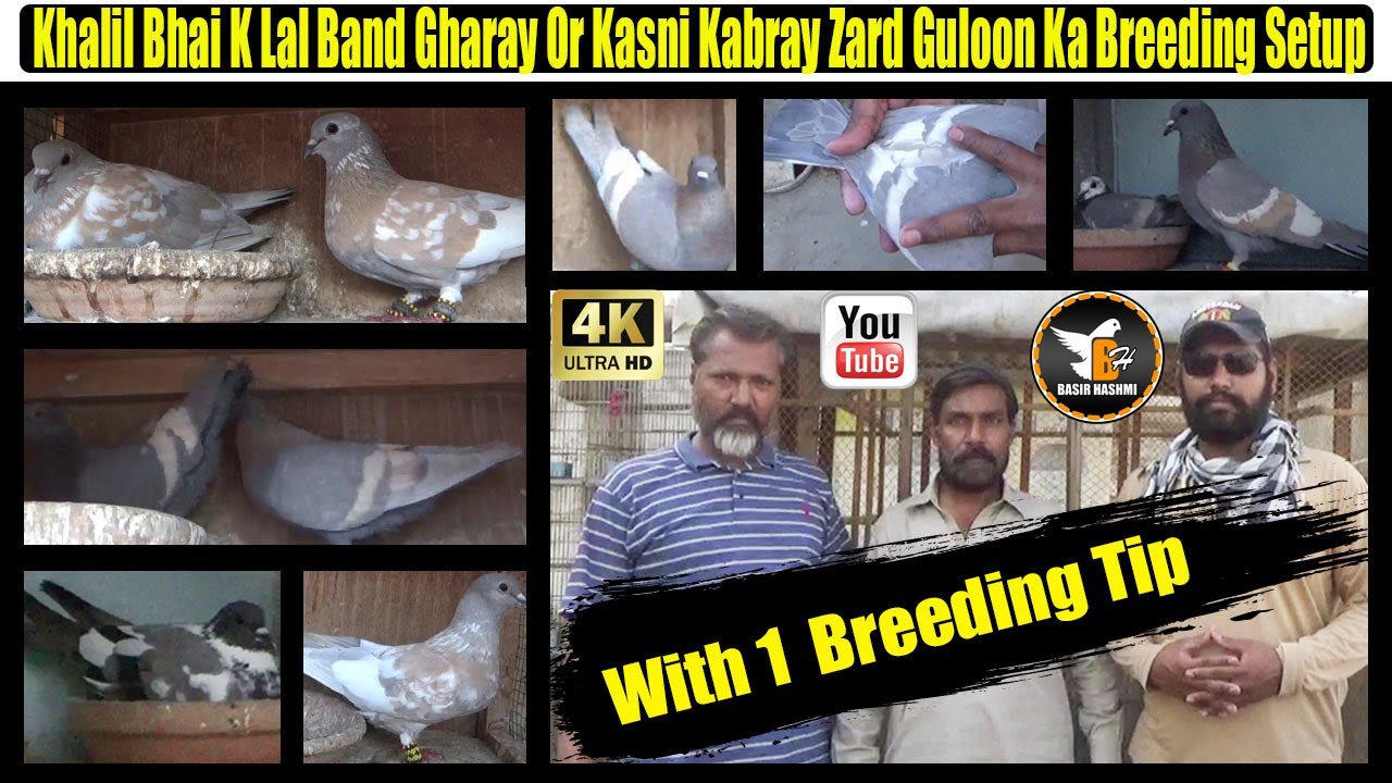 Breeding Setup Of Khalil Bhai Pigeons | Kasni Kabray Zard,Gaghray,Kashparay | With One Breeding Tip