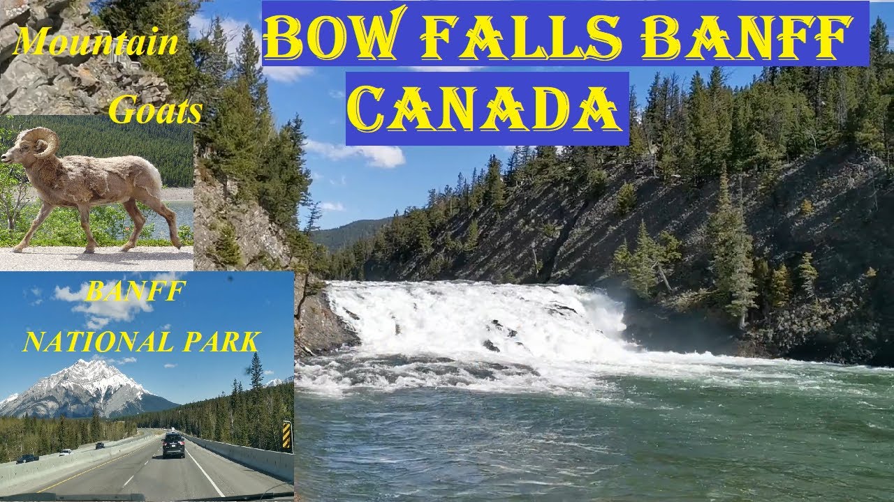 BANFF NATIONAL PARK l Black bear | Mountain Goats |Deer | Bow Falls|Wildlife in Banff Alberta,Canada