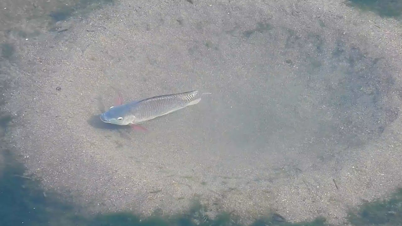 Male Tilapia fish build sandy circle nest for female tilapia | amazing love in fish #nature #animal 