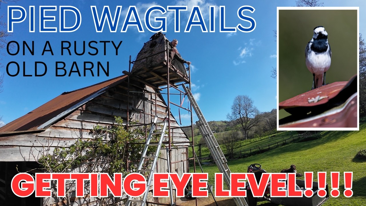 PHOTOGRAPHING PIED WAGTAILS - GETTING LEVEL - BUILDING A HIGH HIDE