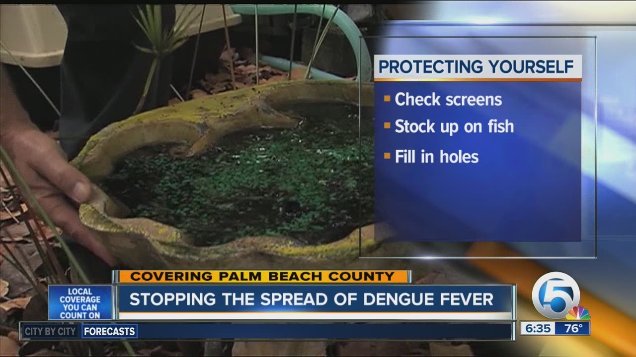 Preventing the spread of Dengue Fever