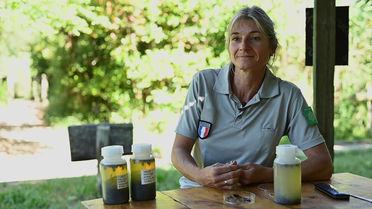 Suivi de la biomasse des insectes dans la réserve naturelle nationale de Camargue