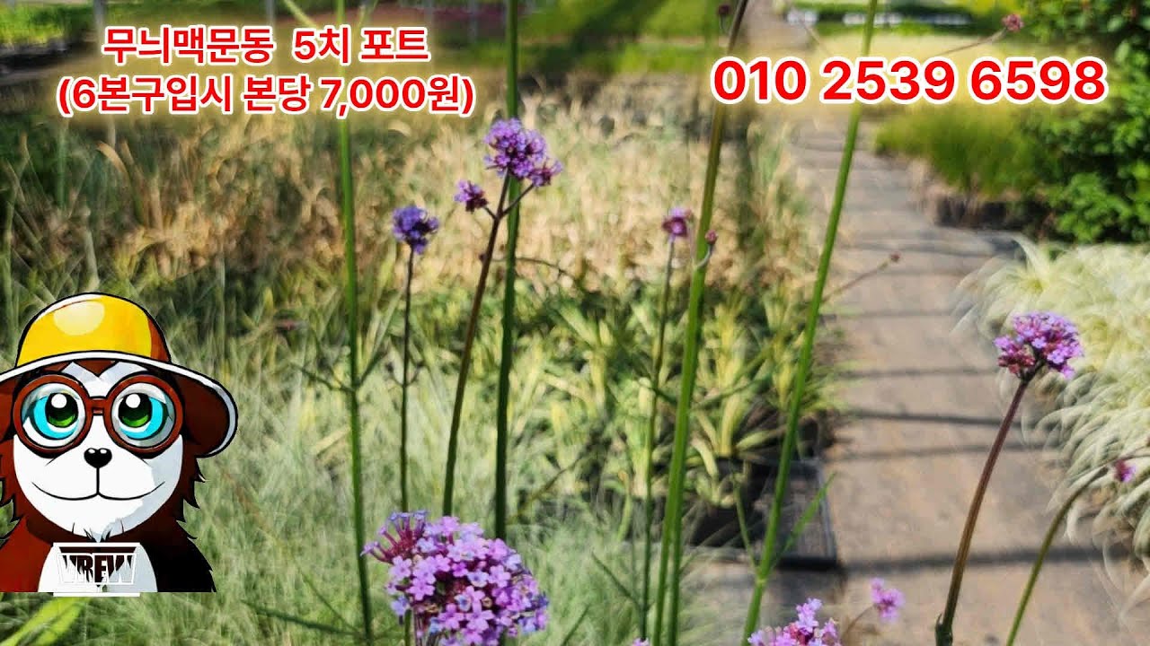 무늬맥문동,감동사초,패랭이,세덤,진도밀사초,휴케라#garden