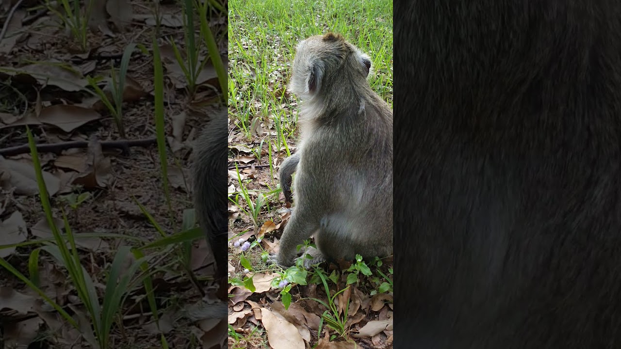 Comedy monkey,funny public monkey , feeeding poor public monkey