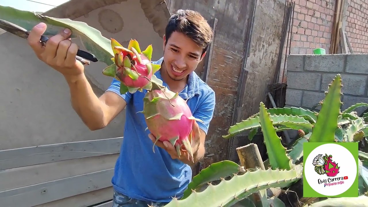 🐲 Pitahaya Fantasía 🌟 Variedad Mexicana y excelente desarrollo en Perú 🐉#pitahaya #dragonfruit