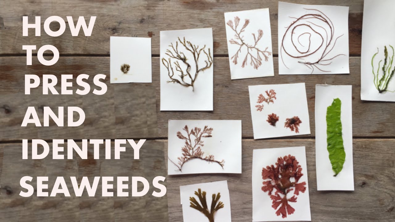 CREATE YOUR OWN NATURAL HISTORY COLLECTION of SEAWEEDS! (with a Marine Biologist)