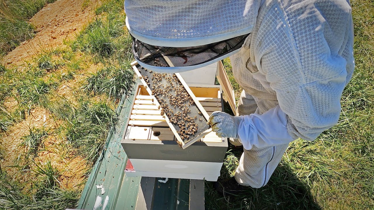 Checkerboarding Foundation (to draw comb evenly)