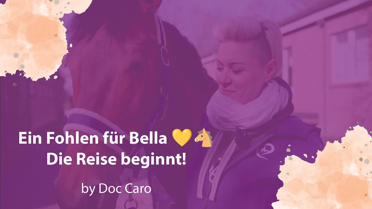 Ein Fohlen für Bella – der Beginn einer besonderen Reise 🐴💛