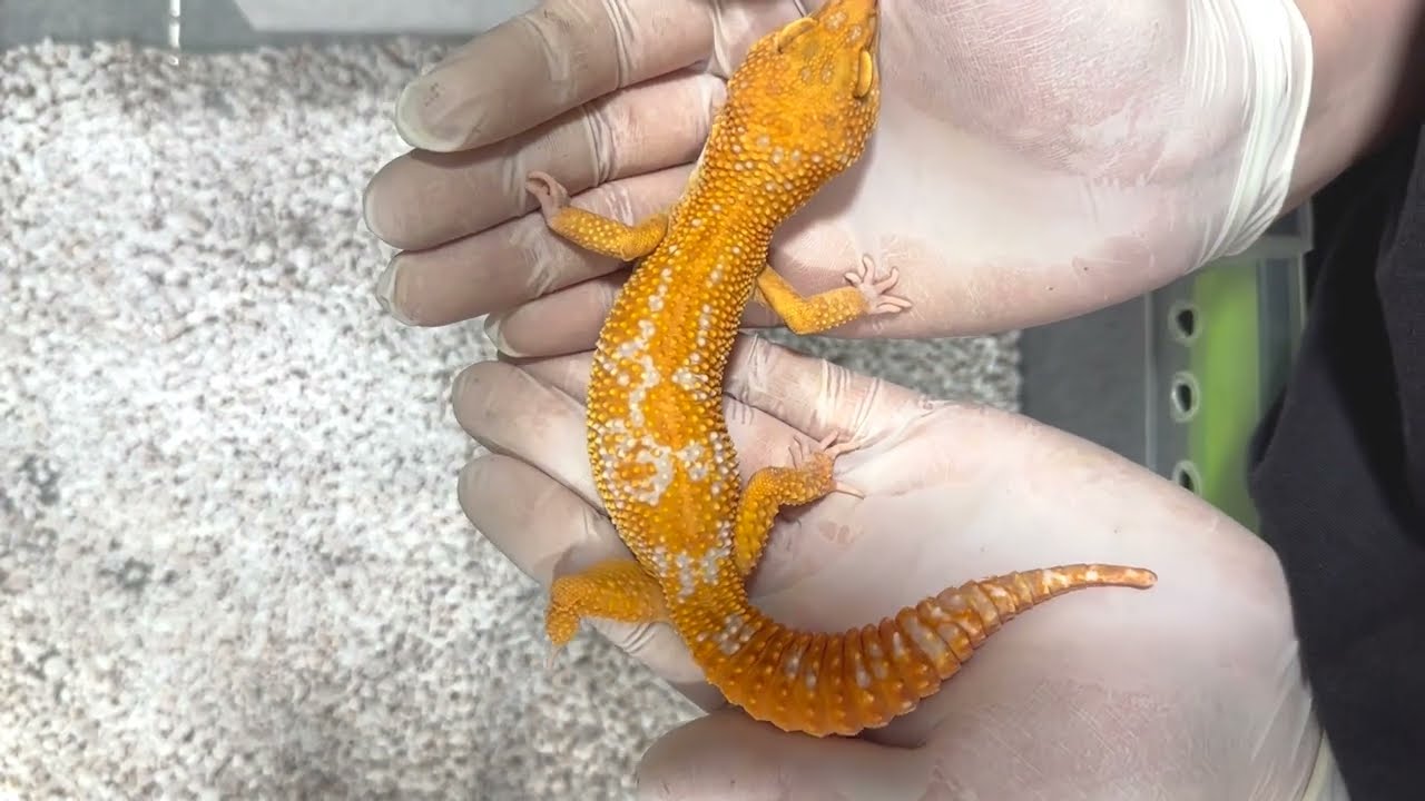 ¿Qué son realmente los Red diamond en Geckos leopardo - Los mejores Tangerine Tremper del mercado