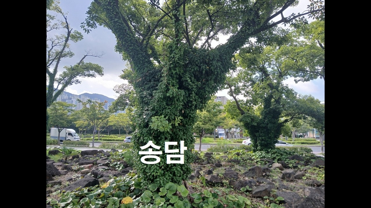 담쟁이덩굴 25 2