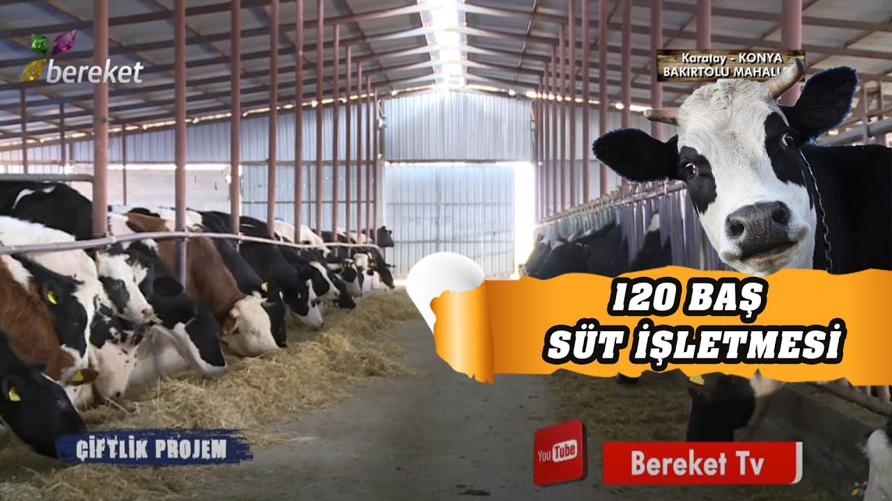 Çiftlik Projem - 120 Baş Süt İşletmesi