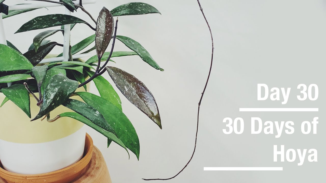 Hoya pubicalyx | 30 Days of Hoya - 30 of 30