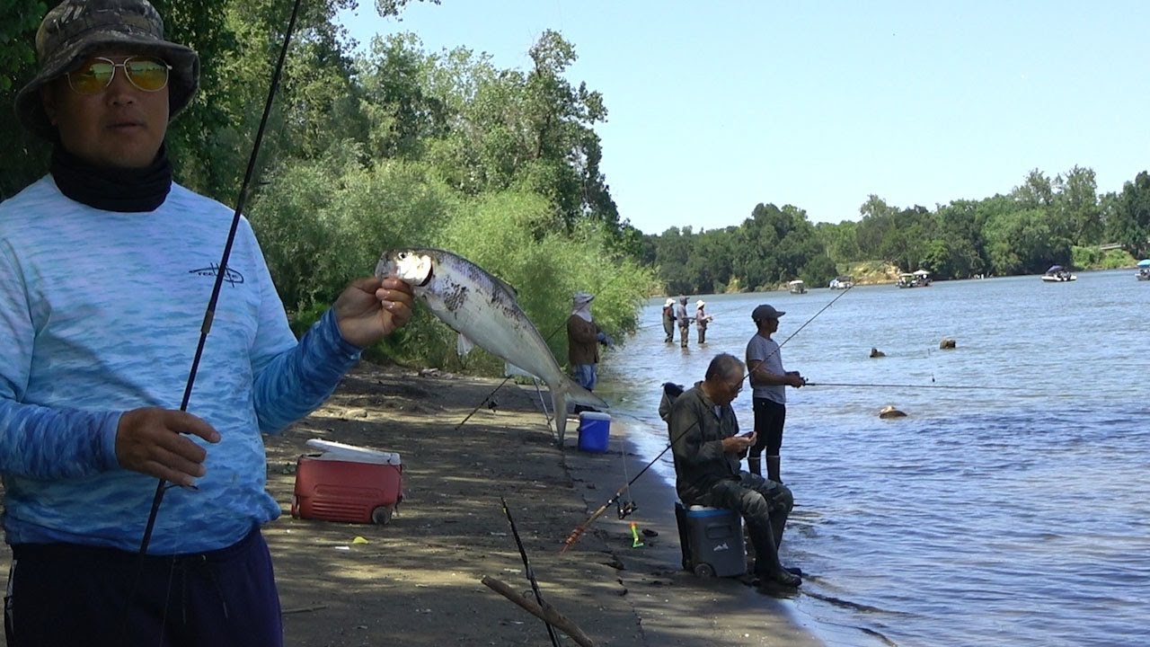 Fishing Shad Sacramento River 2024