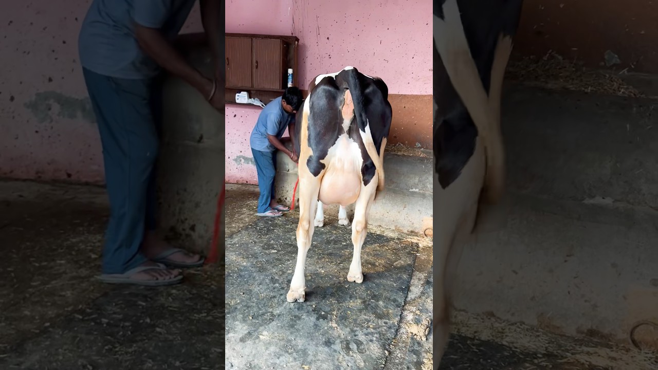 ABS STRYKER HEIFER 🌟 With Female Calf 🐄 Available at Chopra Dairy Farm , Rahon,Punjab 70096-45902