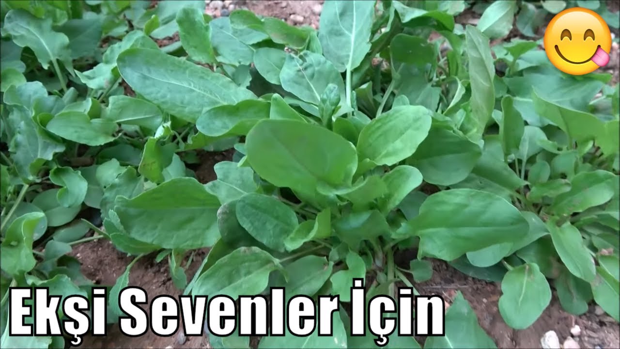 Kuzukulağı Nasıl Yetiştirilir? (Ekimi, Gelişimi ve Sonuç)