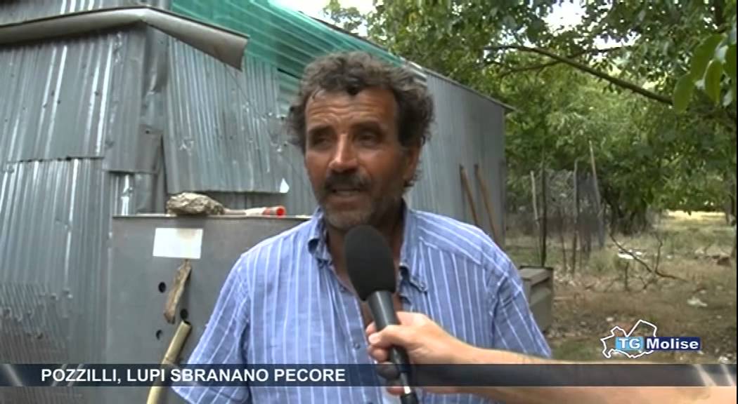 Pozzilli, lupi sbranano pecore