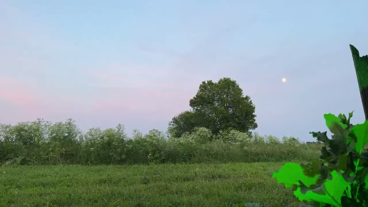 Live nature sounds dusk to Dawn eight hours plus