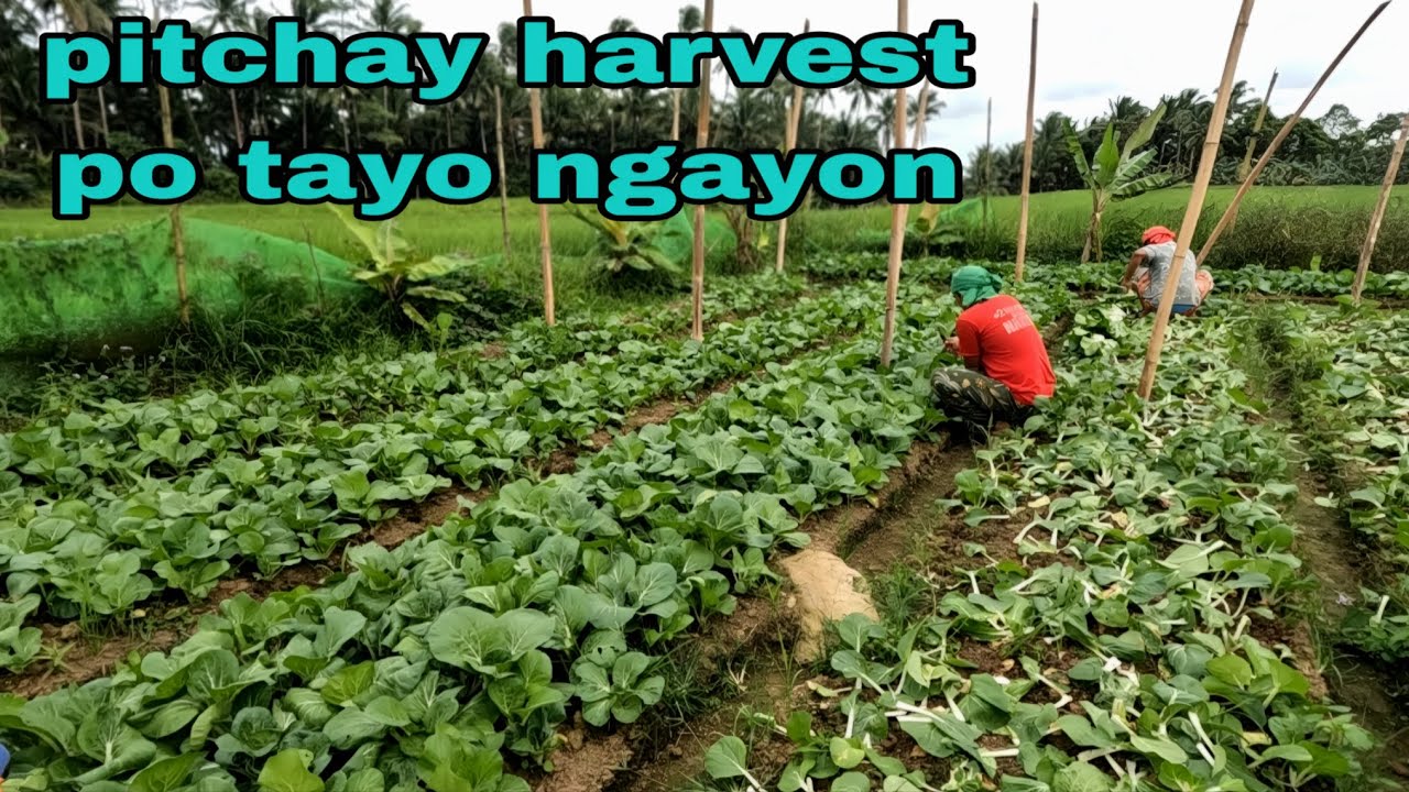 Panalo sa intercropping pitchay harvest