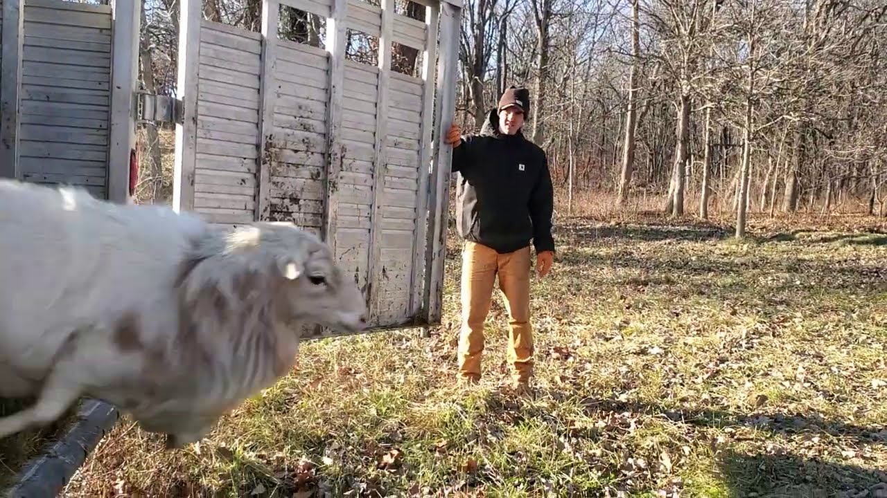 Ram sheep are ready to meet the ladies!