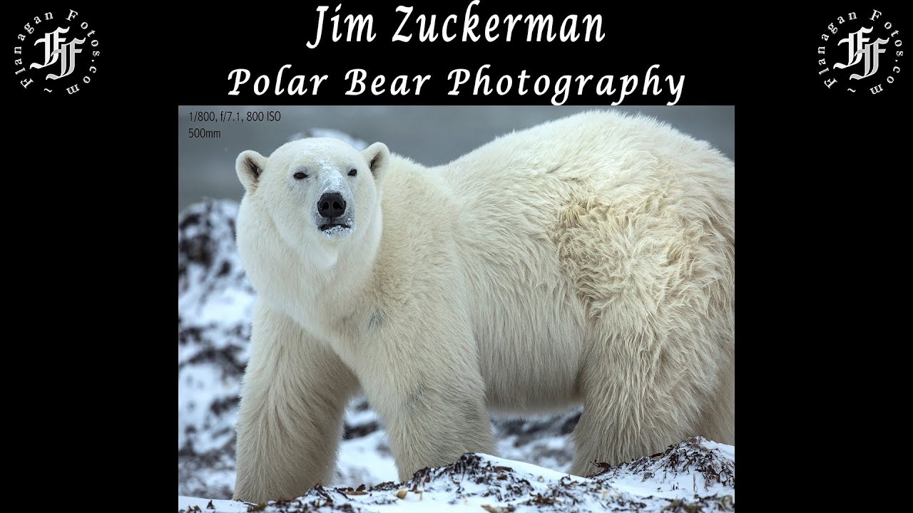 Photographing Polar Bears with Jim Zuckerman