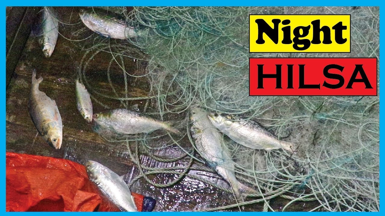 Amazing Fast Hilsa Fishing Skill- Catching Hilsa Fish Big on the Sea (PART 8)