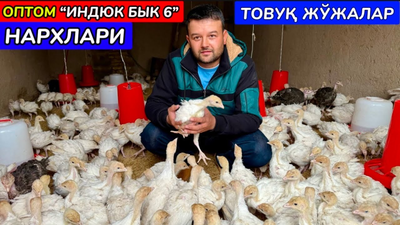 ИНДУК БИГ 6, ЖЎЖА ИШҚИБОЗЛАРИ УЧУН ОПТОМ ИНДЮК, ТОВУҚ ЖЎЖАЛАР СОТИЛАДИ ҚЎШКЎПИР 25-марта 2025 г.