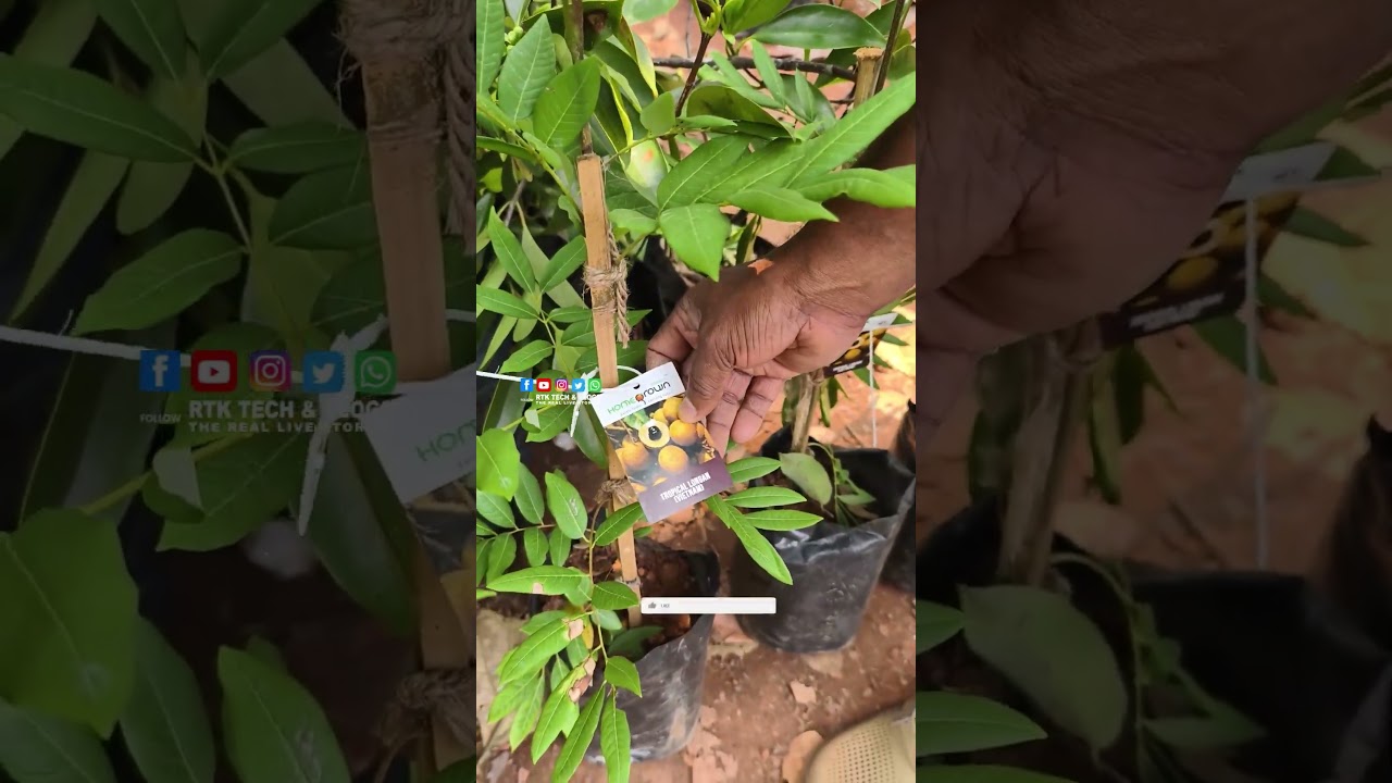 ലോങ്കിലെ ഏറ്റവും പുതിയ വെറൈറ്റി മലപ്പുറത്ത് എത്തിയപ്പോൾ | Razeen Exotic  Fruits Garden Malappuram