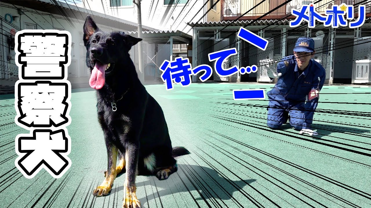 【警察犬】エースくん、卒業！？【メトポリ】