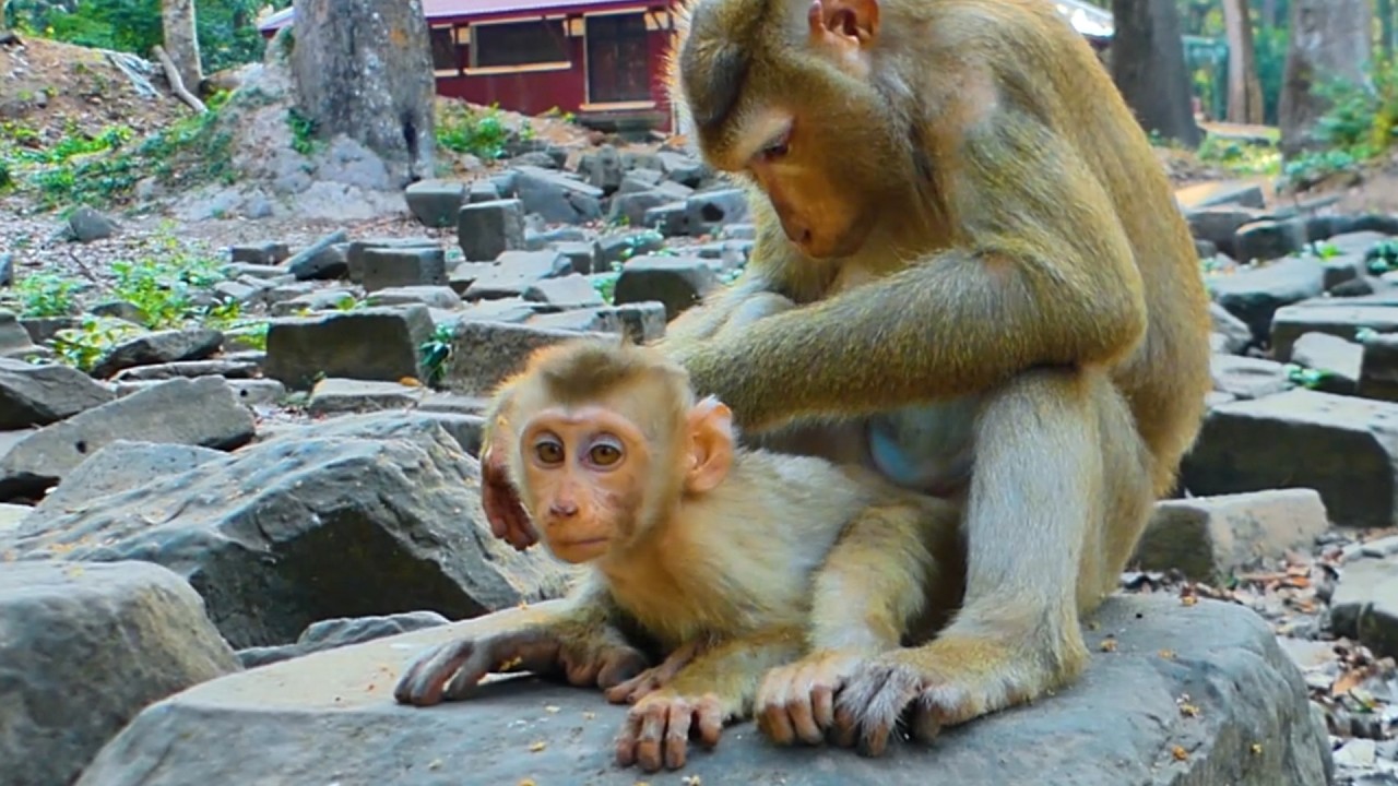 baby monkey Lynx make face sad while mom help Massage him