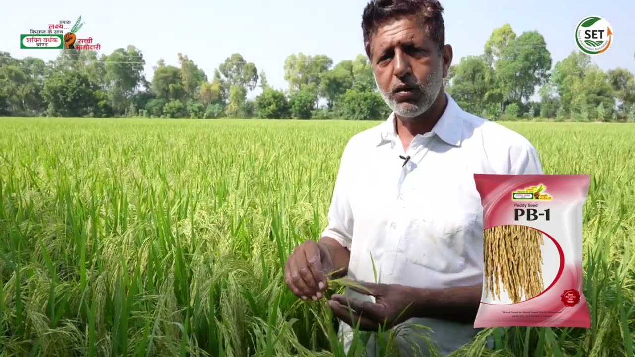PB-1 Rice Crops | SVHSPL  Paddy Seeds PB-1 Mr.Hira singh ji