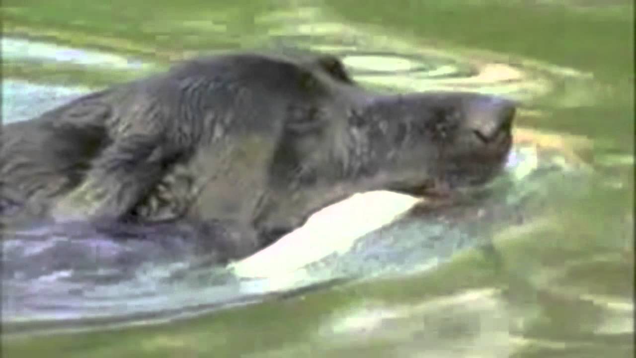 RIP FEVER 2002 - 2012