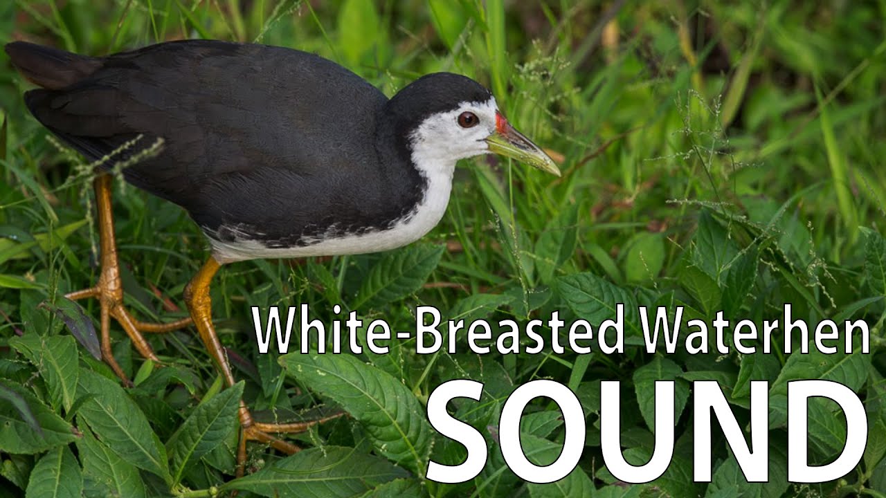 White-Breasted Waterhen Sound