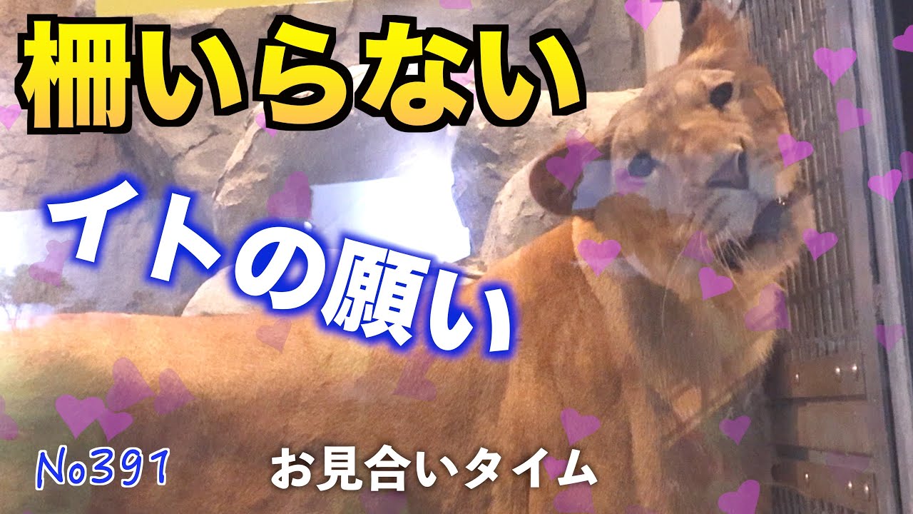 No391 お見合いタイム　イトの願いは柵いらない　【円山動物園ライオン 】　#lion   #オリトファミリー　#zoo