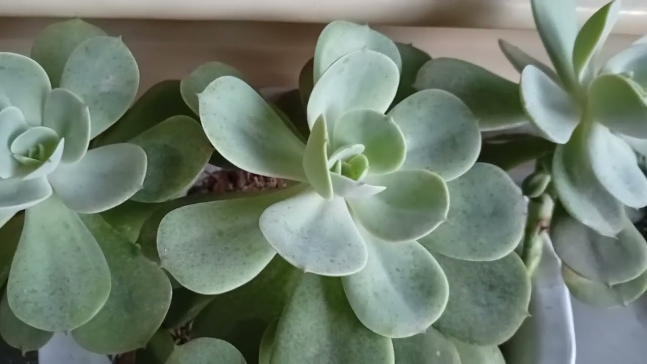 Another succulent from Benguet🥰❤️