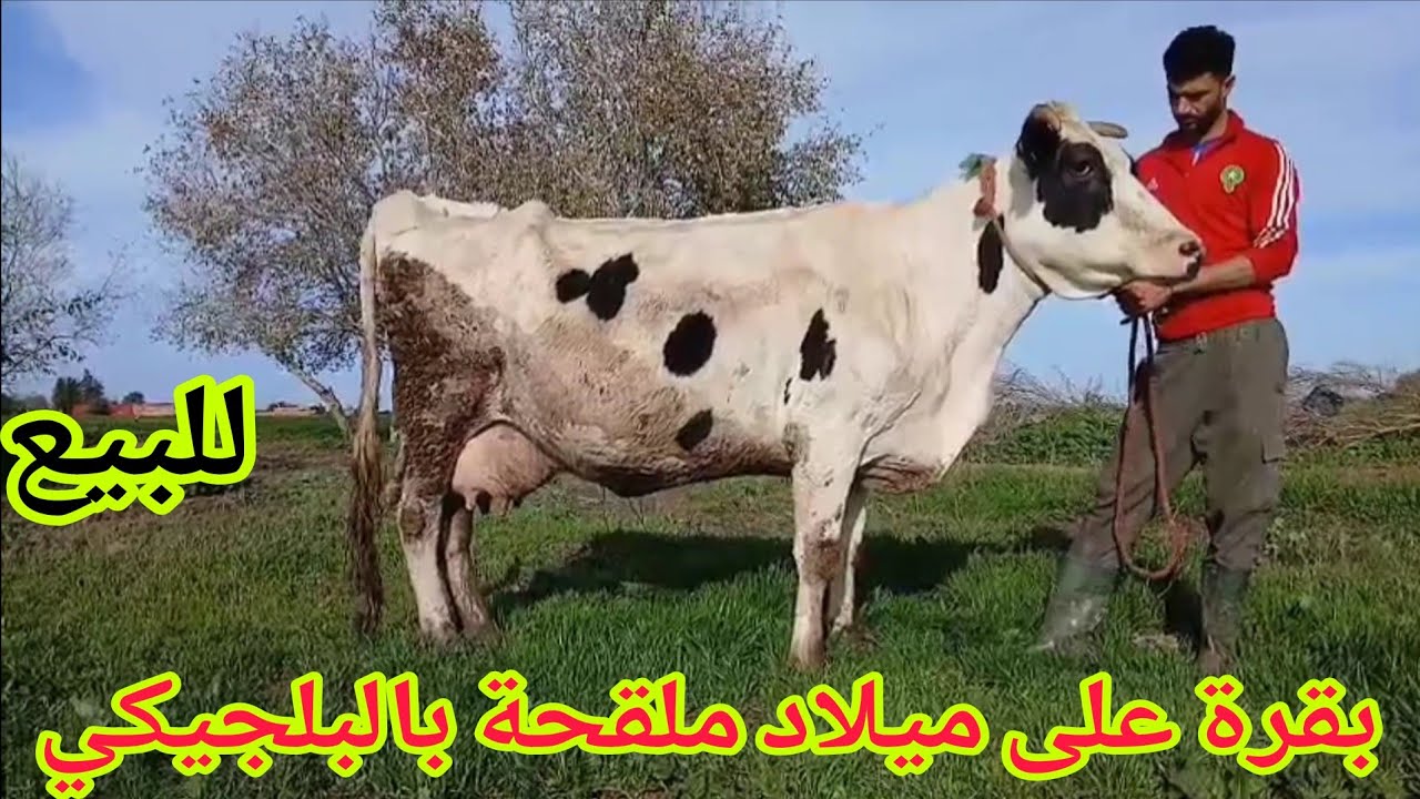 دائما الجديد💫بقرة على ميلاد ملقحة بالبلجيكي🥇إتصل 06.67.21.00.53 📞ألو سي عبد الرزاق نواحي الغرب 🇲🇦