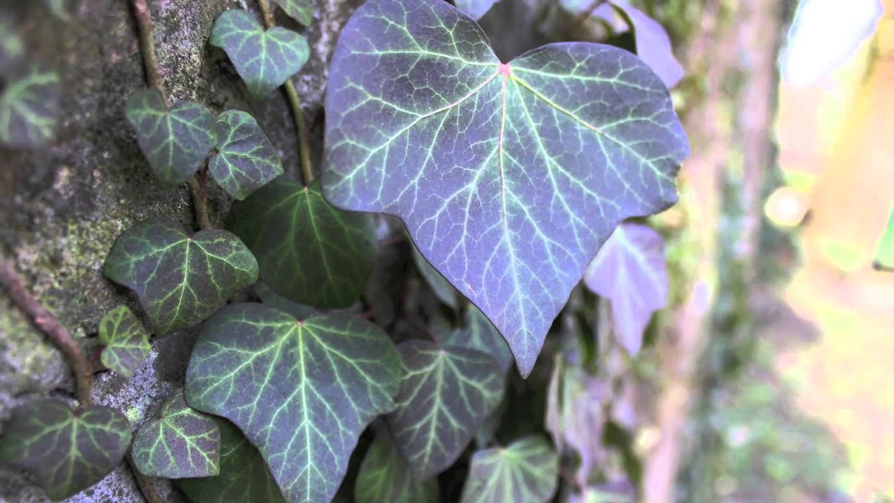 Mick Jenkins - The Leaves [Ahwlee]