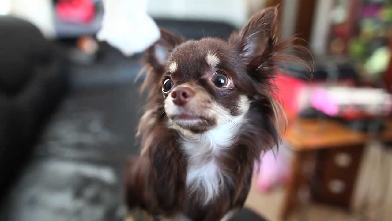 Cutest long-haired Chihuahua ever