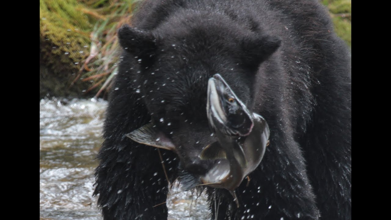 Black Bear Fishing Great Bear Rainforest
