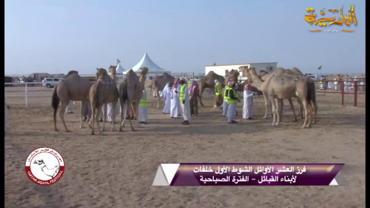 مهرجان قطر للاصايل الثاني عشر 2016 اليوم الثامن -قناة الباديه