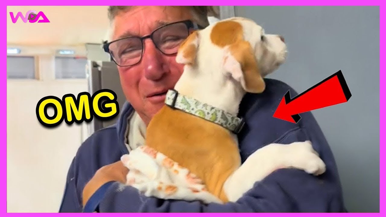 🎁🐶 Новая подборка сюрпризов с щенками, которая растопит ваше сердце | Трогательные моменты-сюрпризы