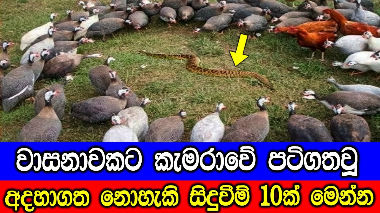 වාසනාවකට කැමරාවේ පටිගතවූ විශ්මිත සිදුවීම් 10ක් | 10 Amazing Events Caught On Cameras.