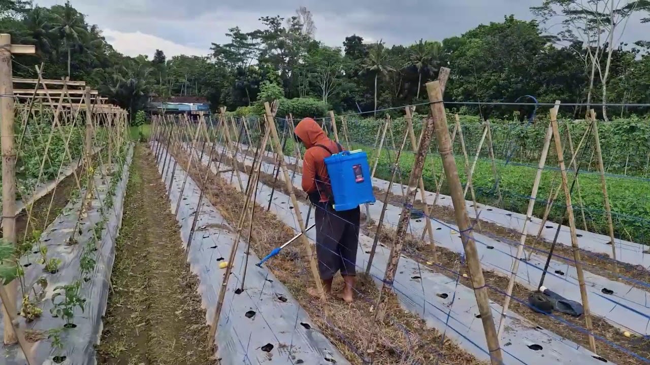 AMAZING THIS CREATIVE TOOL MAKES BASIC FERTILIZATION BEFORE PLANTING QUICK AND EASY!-agriculture