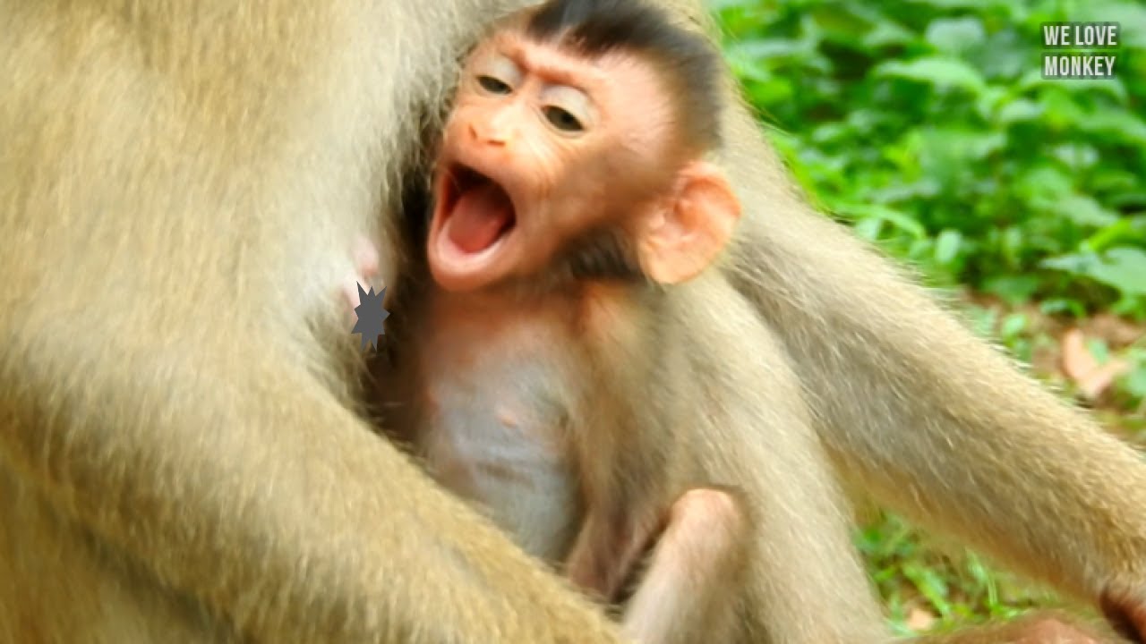 What Happening For Poor Baby Monkey Rex? Why Open Big Mouth Like This? Crying For Hunger Or Sleepy