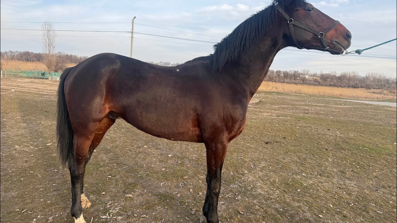 Жаш өспүрүм англичанин сатылат ‪+996 550 044 605‬