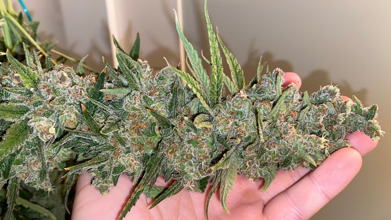 Cannabis Harvest Ayahuasca Purple (Barney&rsquo;s farm)