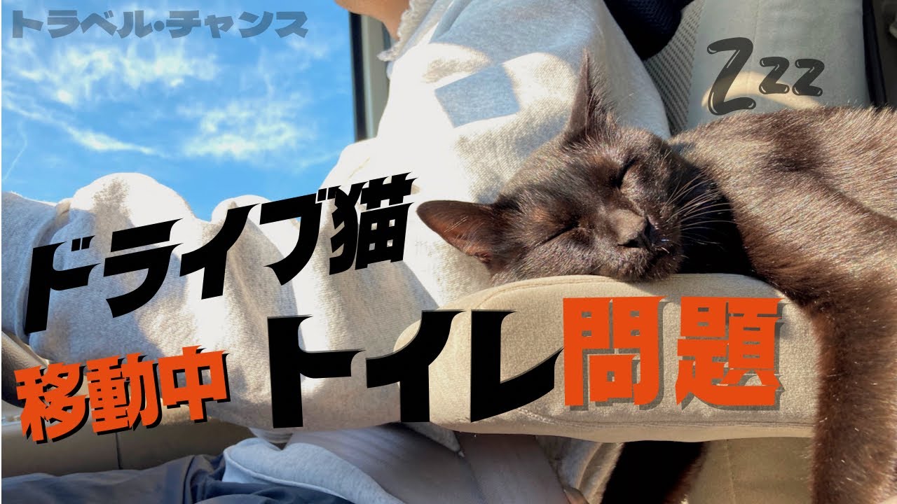 【猫と車中泊】広島〜静岡の長距離移動での猫の過ごし方やトイレ事情など
