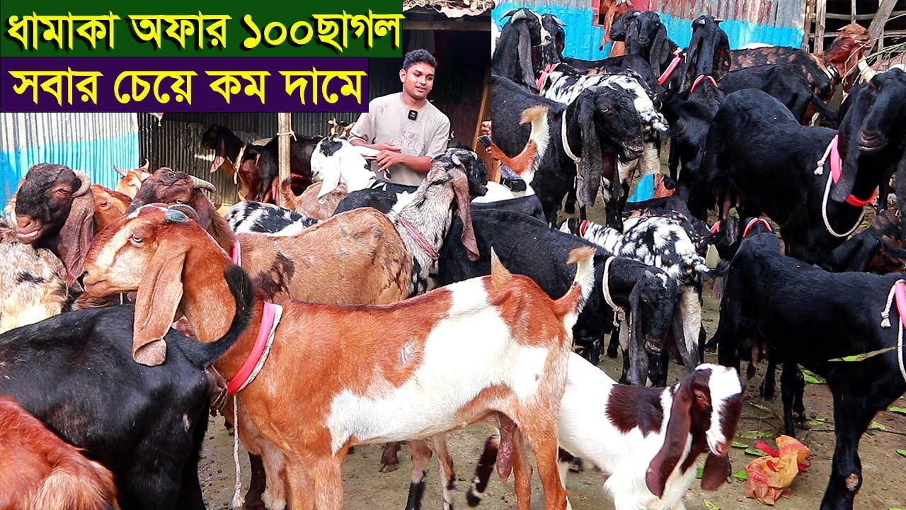 ধামাকা অফার ১০০ ছাগল সবার চেয়ে কম দামে dairy farm