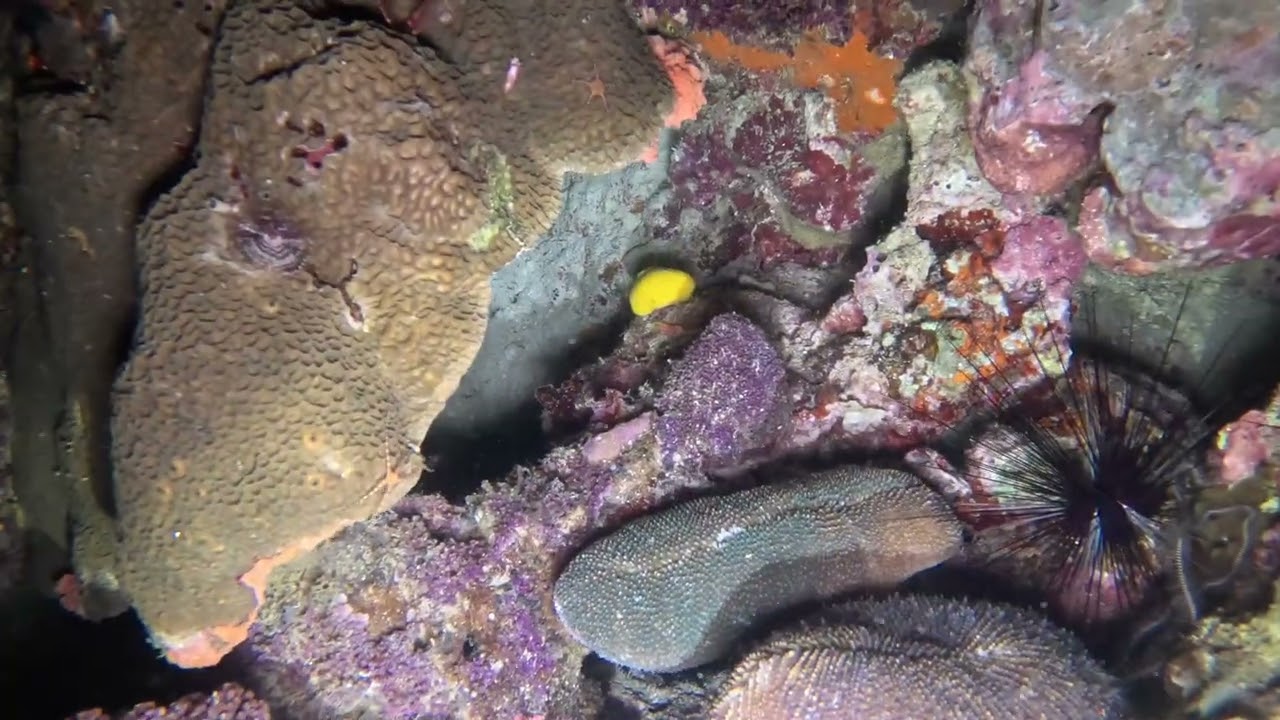 Cebu moalboal - house reef night dive